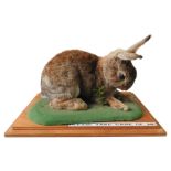 A 20TH CENTURY TAXIDERMY RABBIT