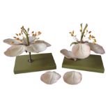 TWO VINTAGE SOMSO BOTANICAL MODELS OF APPLE BLOSSOM, one model with loose components, 40cm high