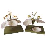 TWO VINTAGE SOMSO BOTANICAL MODELS OF APPLE BLOSSOM, one with loose components, 40cm high