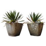 A PAIR OF WEATHERED TAPERED SQUARE PLANTERS WITH YUCCA PLANTS, each planter measuring 36cm high x