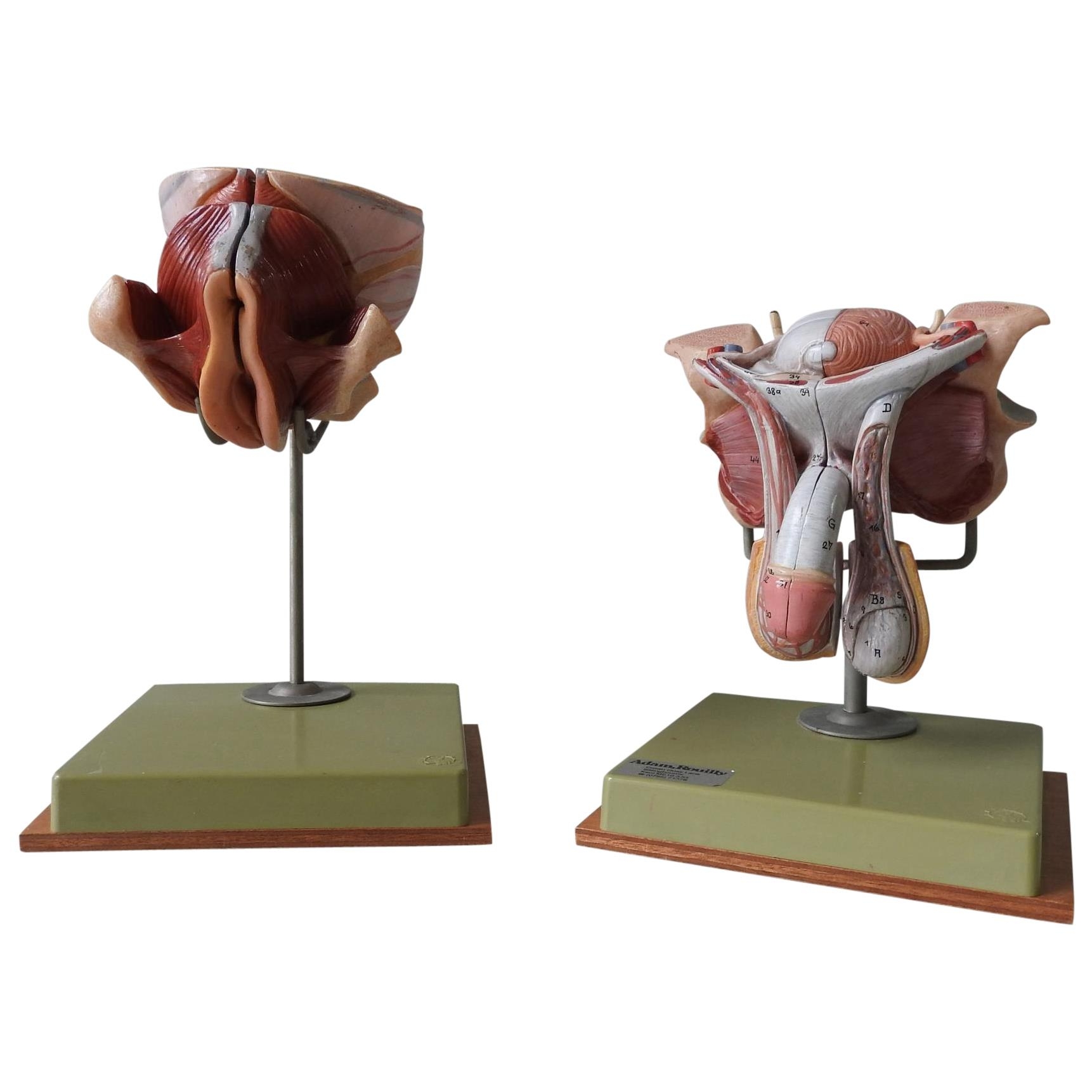 TWO VINTAGE SOMSO ANATOMY MODELS OF MALE AND FEMALE GENITALIA