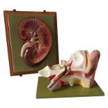 A SOMSO VINTAGE ANATOMY CROSS SECTION MODEL OF A KIDNEY AND A MODEL OF THE EAR CANAL, with some