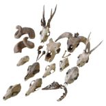 A COLLECTION OF SIXTEEN AVIAN AND MAMMALIAN ANIMAL SKULLS, HORNS AND FRAGMENTS