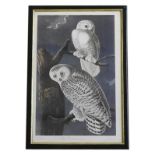 LARGE FRAMED COLOUR LITHOGRAPH OF TWO SNOWY OWLS, 89 x 58cm wide