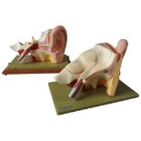 TWO VINTAGE SOMSO ANATOMY MODELS OF THE HUMAN EAR CANAL, with storage boxes, one with some