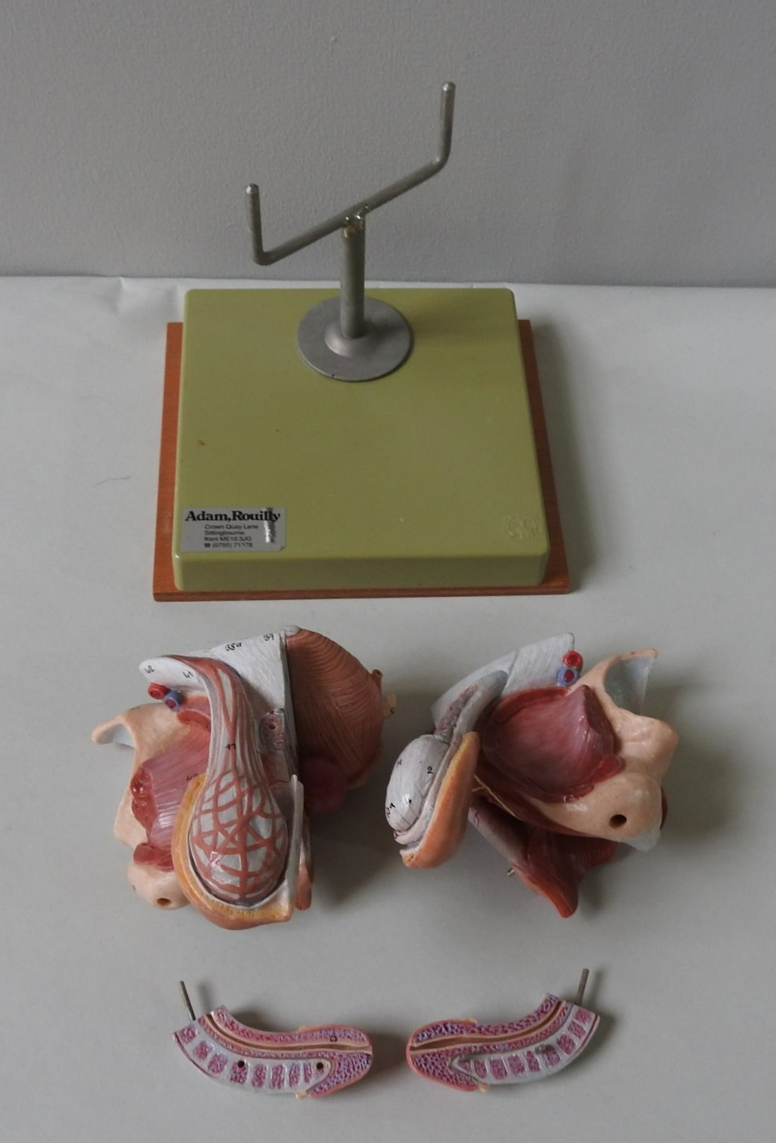 TWO VINTAGE SOMSO ANATOMY MODELS OF MALE AND FEMALE GENITALIA - Image 3 of 3