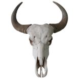 A WATER BUFFALO SKULL, 59 x 73cm