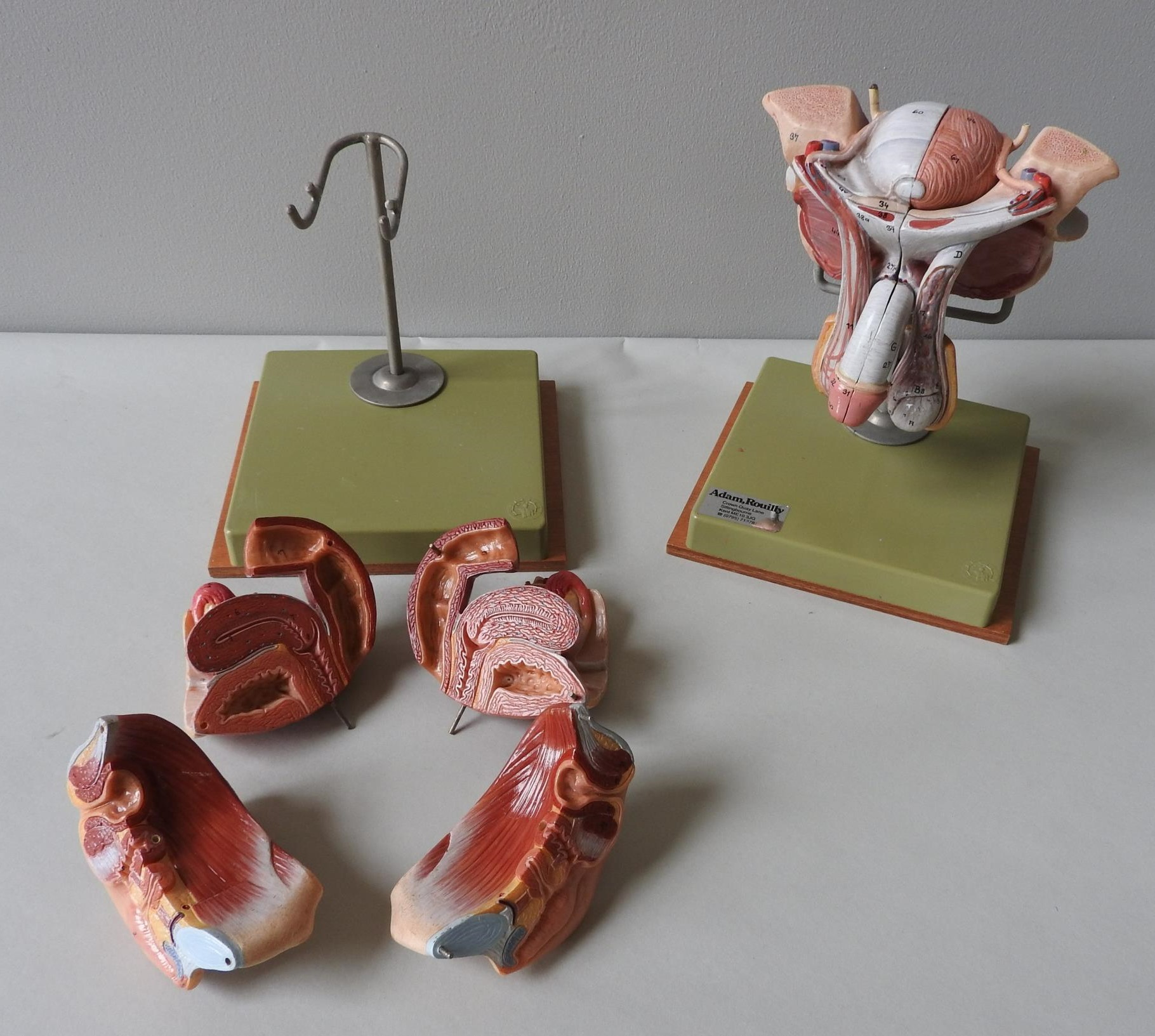 TWO VINTAGE SOMSO ANATOMY MODELS OF MALE AND FEMALE GENITALIA - Image 2 of 3