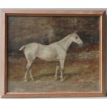 C. GATEHOUSE, (1866-1952) OIL ON CANVAS OF 'GAMBLER' DAPPLED WHITE HORSE Provenance : From the