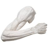 AN ANATOMICAL PLASTER CAST OF AN ARM showing the muscular definition, with clenched hand. 20th