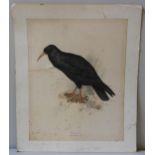 EDWARD LEAR (1812-1888) 'CHOUGH' HAND COLOURED LITHOGRAPH, 48 x 38 cm