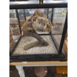 Taxidermy Tawny owl in Large glass case 80cm x 74cm x 62cm.