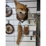 Taxidermy mounted fox head, mounted paw with plaque referencing East Cornwall Hunt with date 2nd Feb