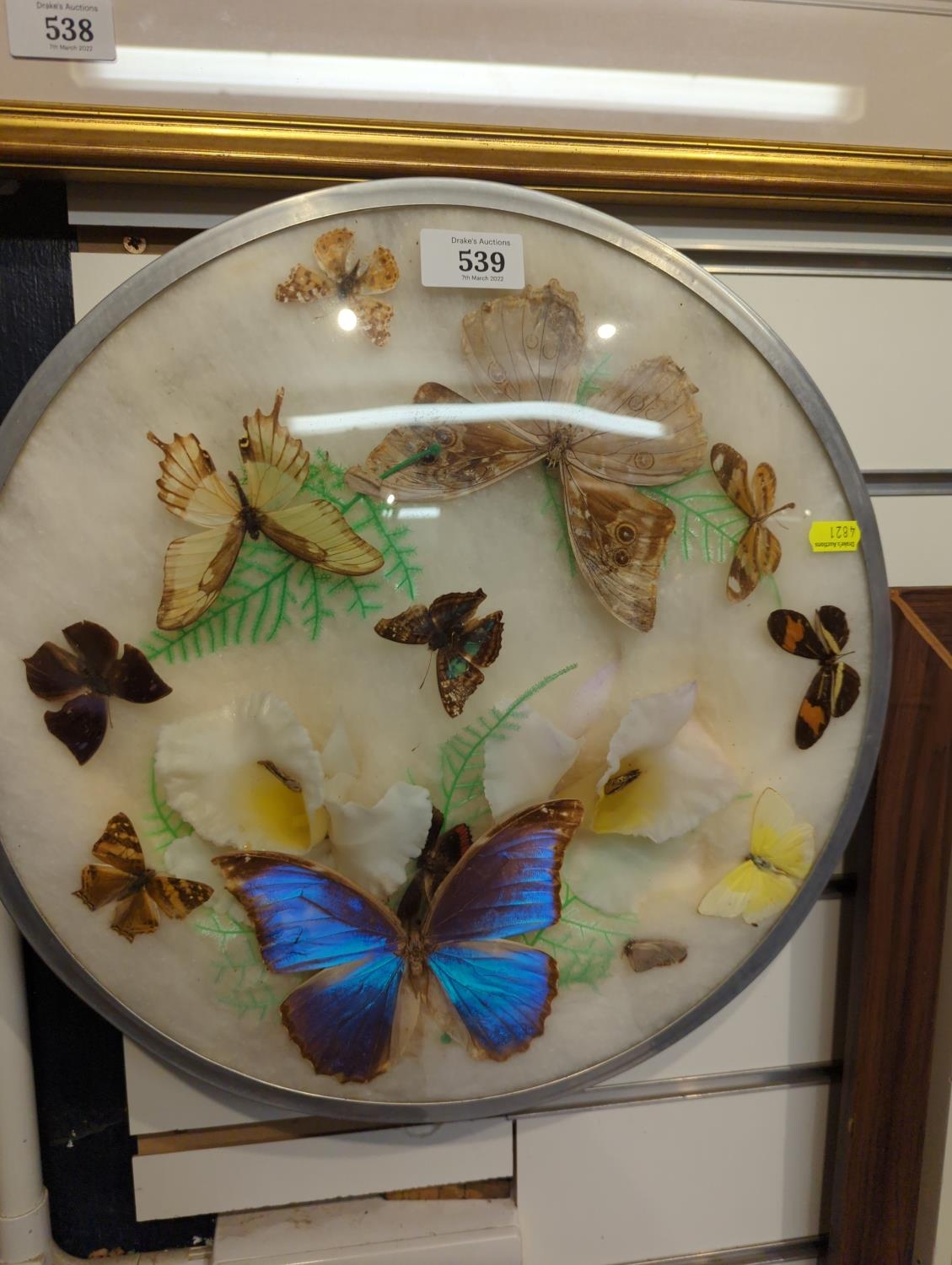 Circular butterfly display, dia. 39cm 