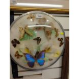 Circular butterfly display, dia. 39cm