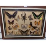 Large framed butterfly montage 60cm x 46cm