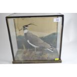 Taxidermy of a peewit in a small glass case W34cm D19cm H33cm.