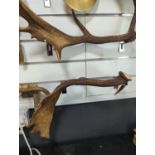 Pair of antlers, approx. 50cm long