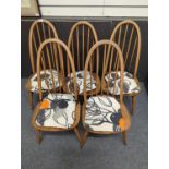 5 Ercol 'Quaker' model 365 dining chairs, partially stripped darkwood with tie-100on cushions