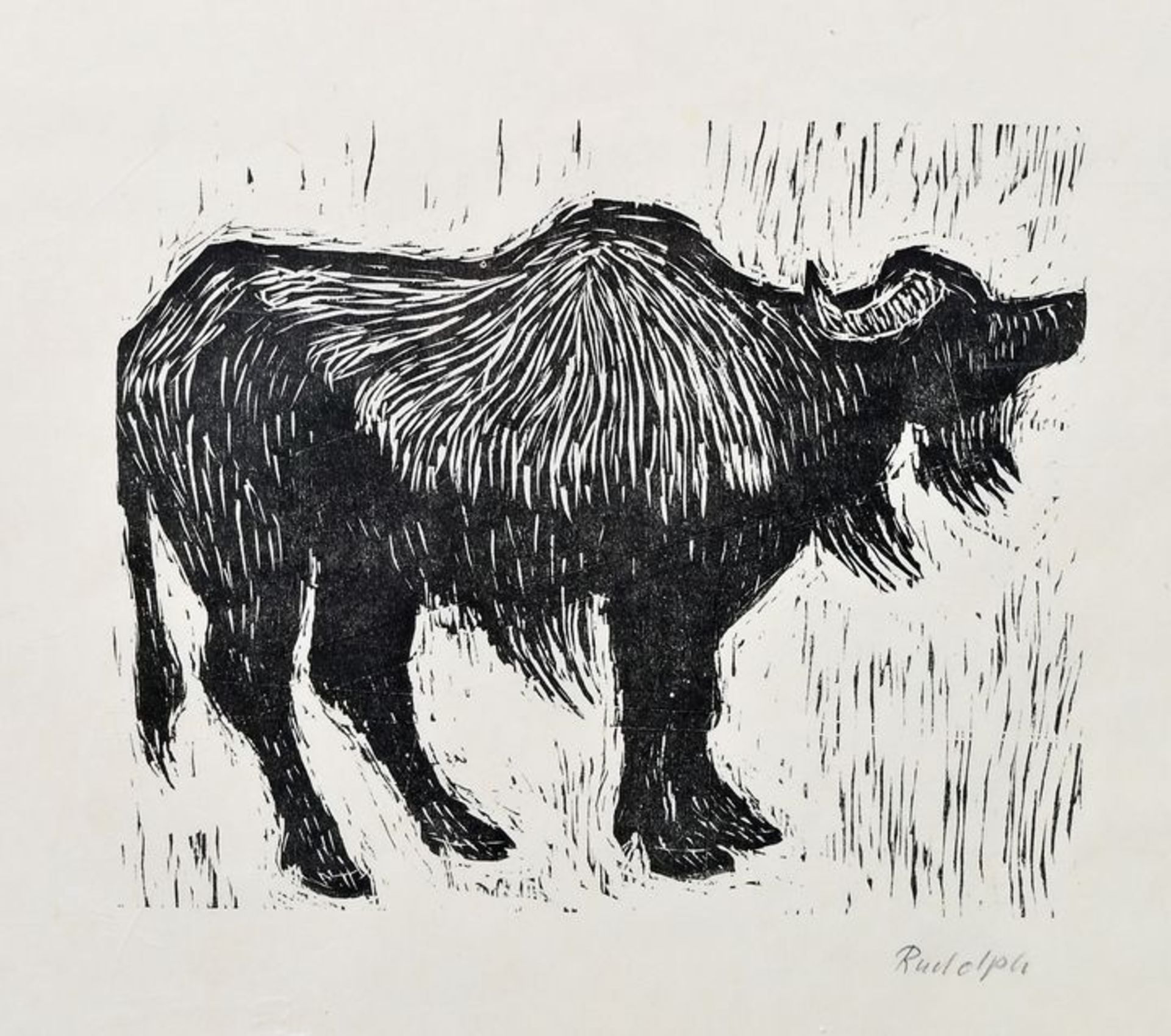 Rudolph: Wasserbüffel/ water buffalo