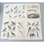 Zoologie / Zoological plates