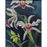 Orchideen/ orchids