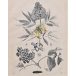 Botanisches Blatt / Botanical plate