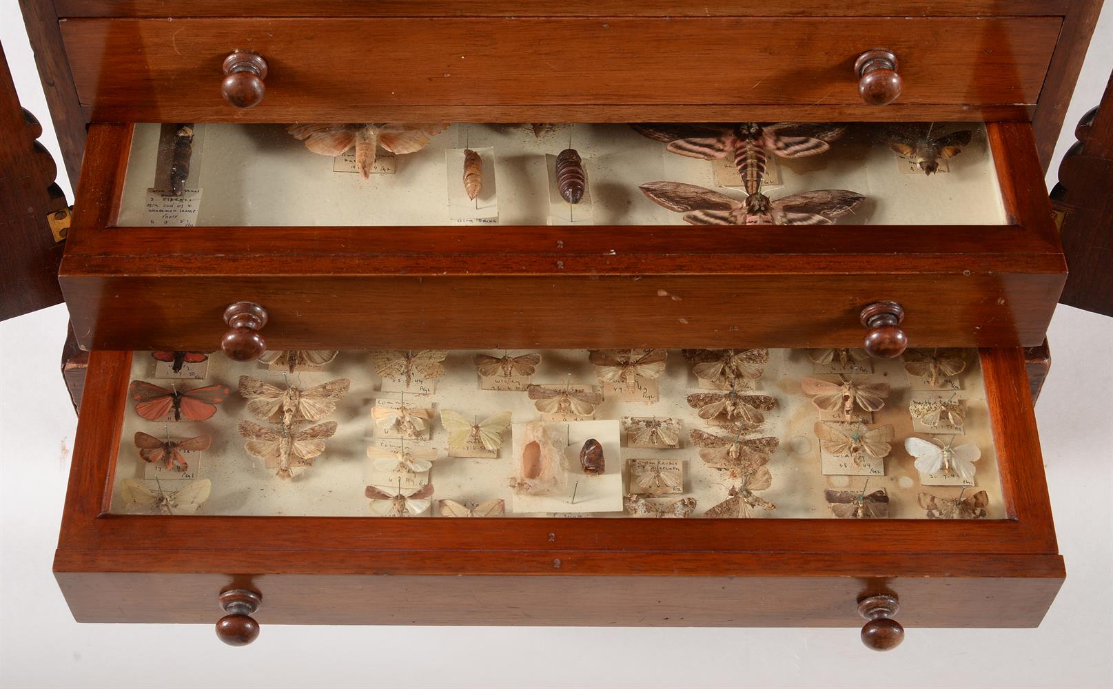 Y A mahogany collectors cabinet, containing a collection of British Butterflies and Moths - Image 2 of 5