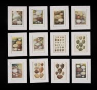 A set of twenty-four decorative coloured prints of British birds' eggs
