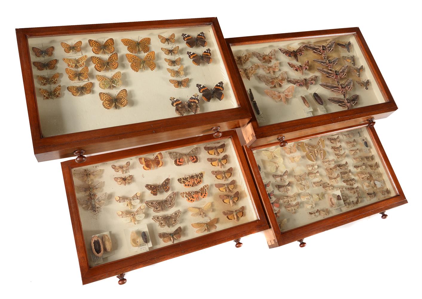 Y A mahogany collectors cabinet, containing a collection of British Butterflies and Moths - Image 4 of 5