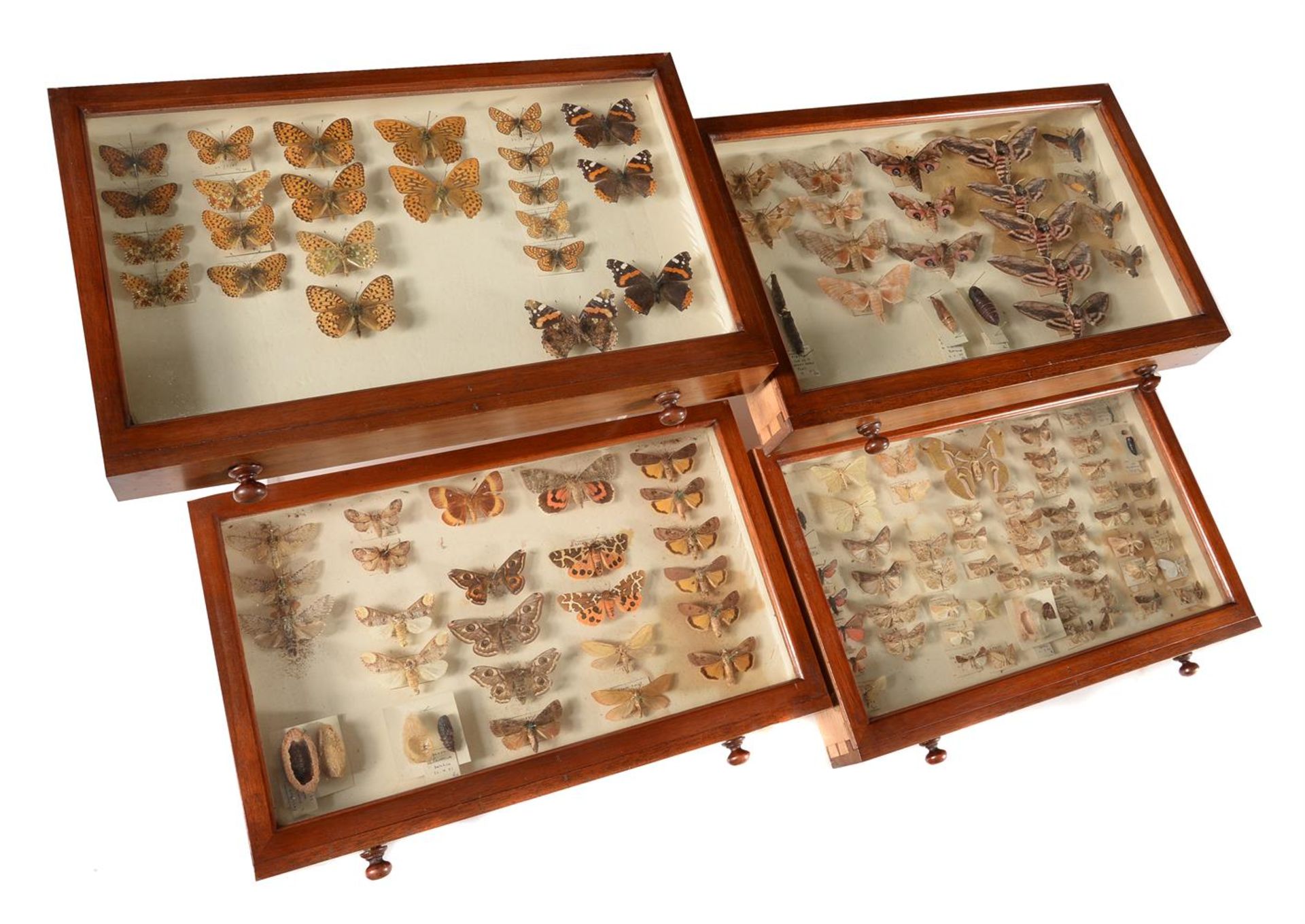 Y A mahogany collectors cabinet, containing a collection of British Butterflies and Moths - Bild 4 aus 5