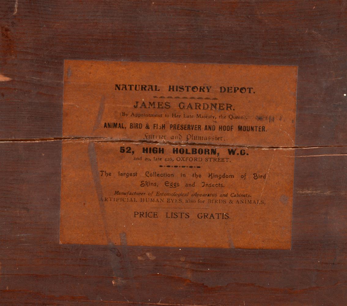 Y A mahogany collectors cabinet, containing a collection of British Butterflies and Moths - Image 5 of 5