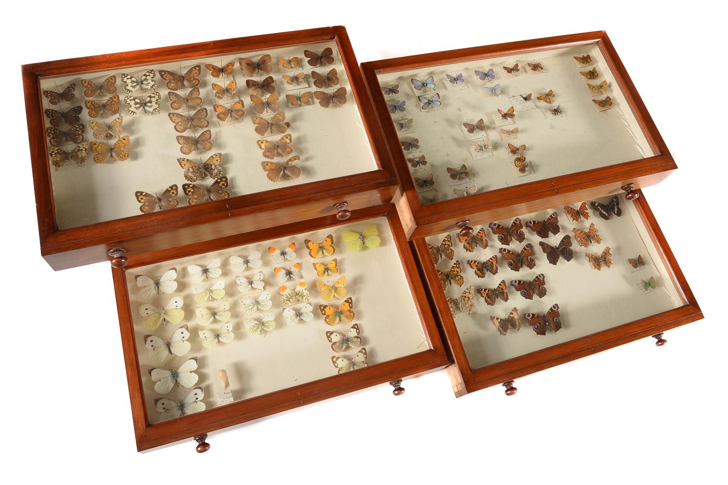 Y A mahogany collectors cabinet, containing a collection of British Butterflies and Moths - Image 3 of 5