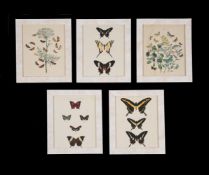 A set of twenty-four decorative butterfly and moth prints