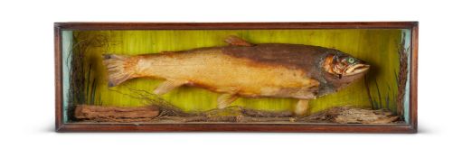 Y A preserved model of a bream