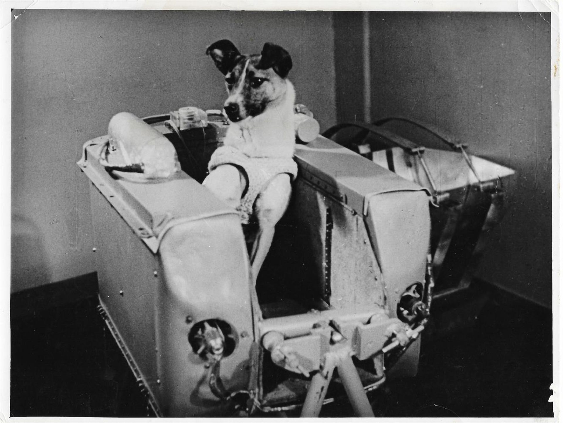 Laika, the first animal to orbit the Earth (2 views), Sputnik 2, 3 Nov 1957 - Image 4 of 5