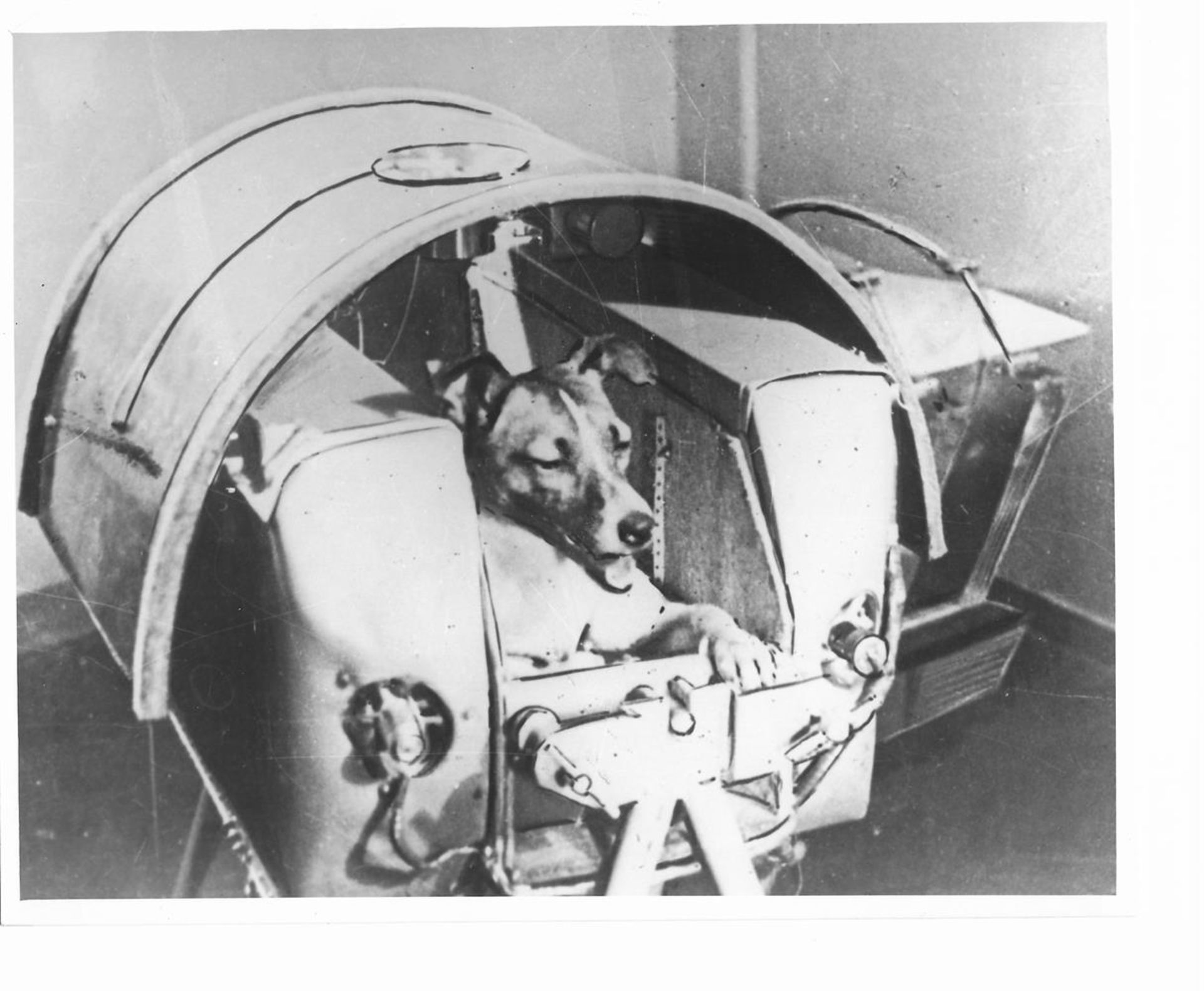 Laika, the first animal to orbit the Earth (2 views), Sputnik 2, 3 Nov 1957 - Image 2 of 5