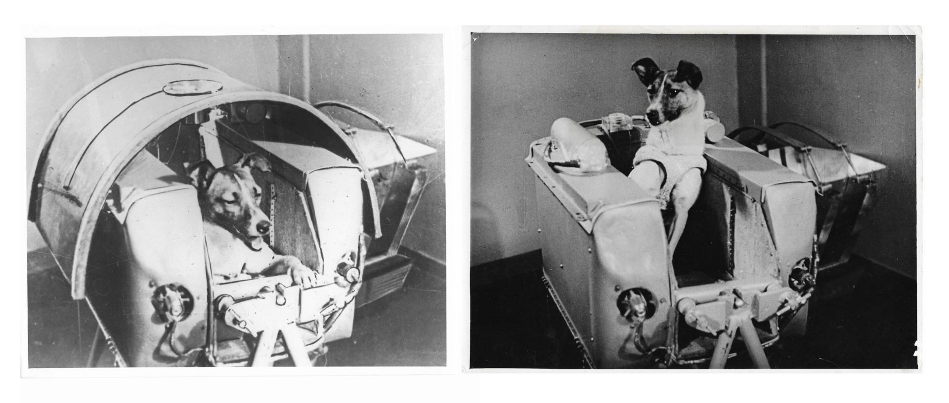 Laika, the first animal to orbit the Earth (2 views), Sputnik 2, 3 Nov 1957
