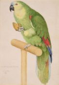 Joseph Edward Southall (British 1861-1944), Study for "Ariadne" - Parrot