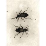 Sarah Gillespie, Two Beetles