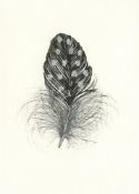 Helen Walsh, Spotty Feather