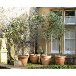 A SET OF FOUR LARGE TERRACOTTA POTS PLANTED WITH OLIVES, CONTEMPORARY