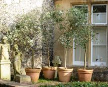 A SET OF FOUR LARGE TERRACOTTA POTS PLANTED WITH OLIVES, CONTEMPORARY