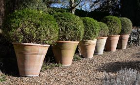 A SET OF SIX TERRACOTTA GARDEN POTS, IN THE 'BARBARY' PATTERN, BY TERRA VERDE, MODERN