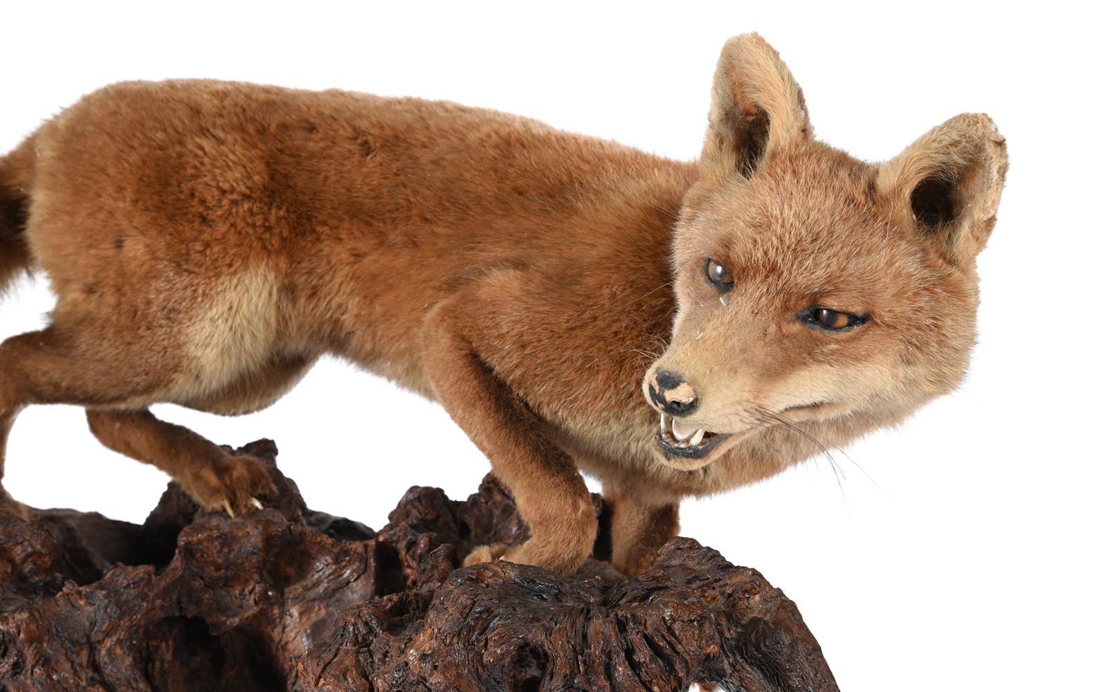 TAXIDERMY: A GROUP OF CASED BRITISH WILDLIFE - Image 5 of 11