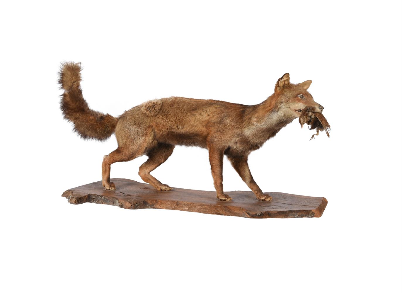 TAXIDERMY: A GROUP OF CASED BRITISH WILDLIFE - Image 2 of 11