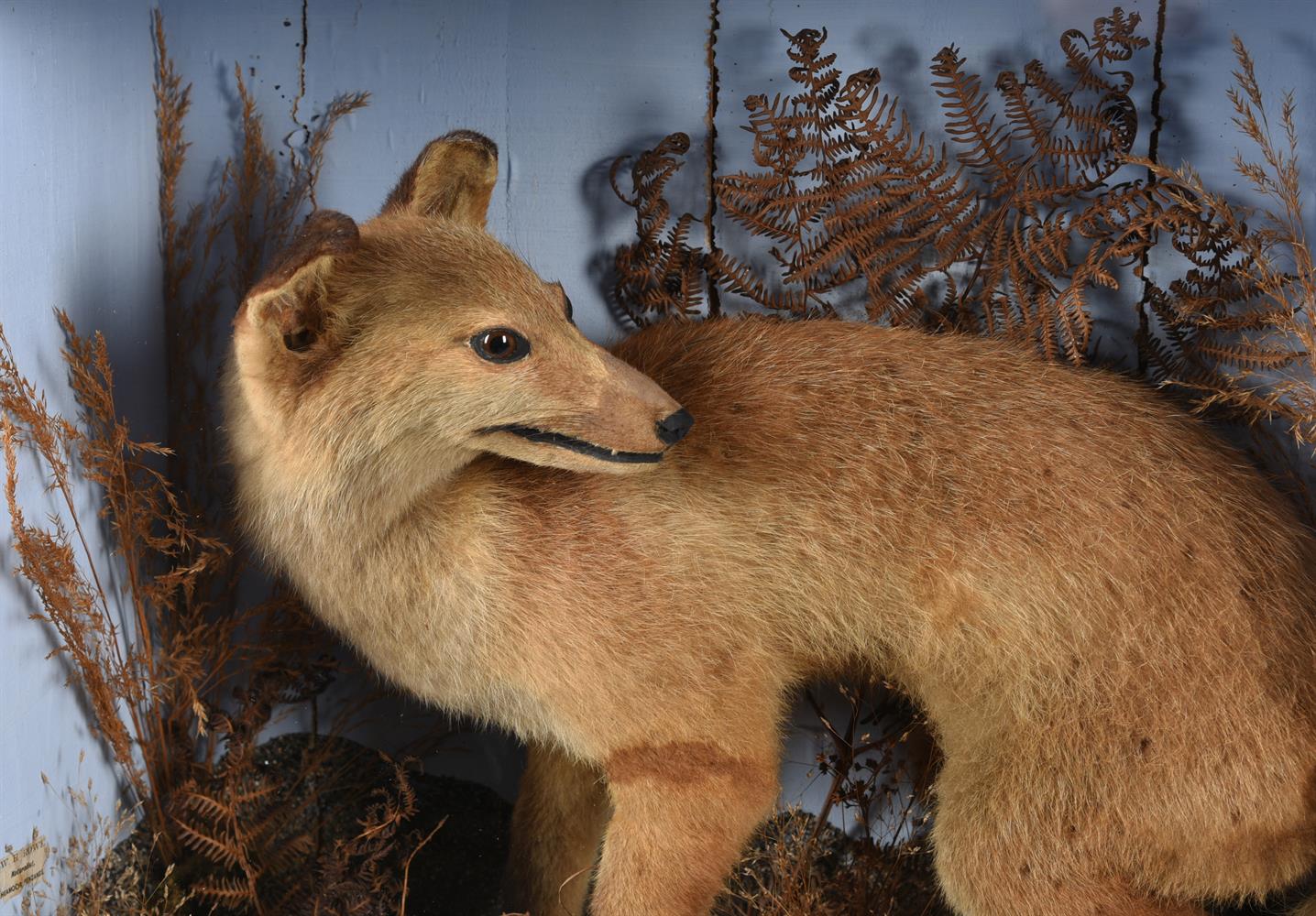 TAXIDERMY: A GROUP OF CASED BRITISH WILDLIFE - Image 11 of 11