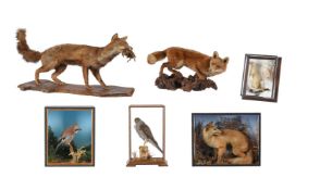 TAXIDERMY: A GROUP OF CASED BRITISH WILDLIFE