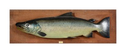 A PAINTED COMPOSITION WALL MOUNTED MODEL OF AN ATLANTIC SALMON