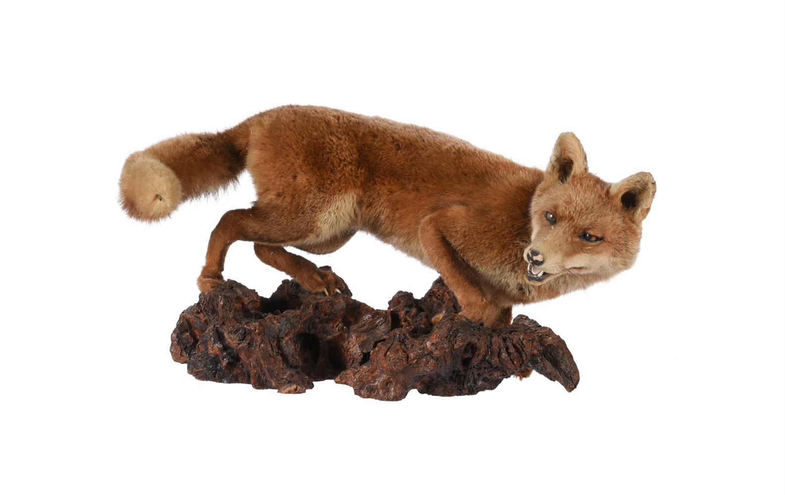 TAXIDERMY: A GROUP OF CASED BRITISH WILDLIFE - Image 4 of 11